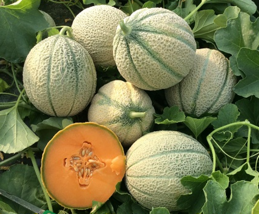 Melone Tripudio F1